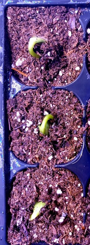 Sunflower seeds sprouting