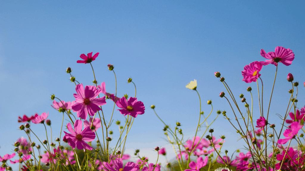 Low angle of pink flowers against the sky