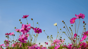 Low angle of pink flowers against the sky